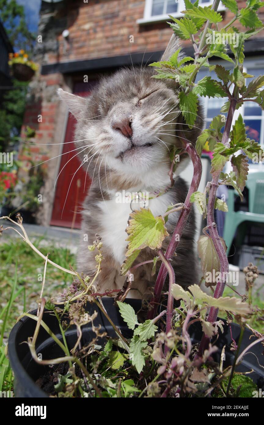 Gato de un ojo y catnip Foto de stock