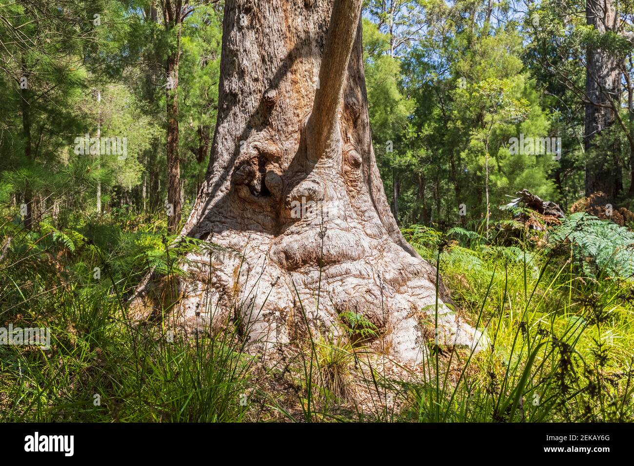 Grandma Tingle (Eucalyptus jacksonii) crece en el Parque Nacional Walpole-Nornalup Foto de stock