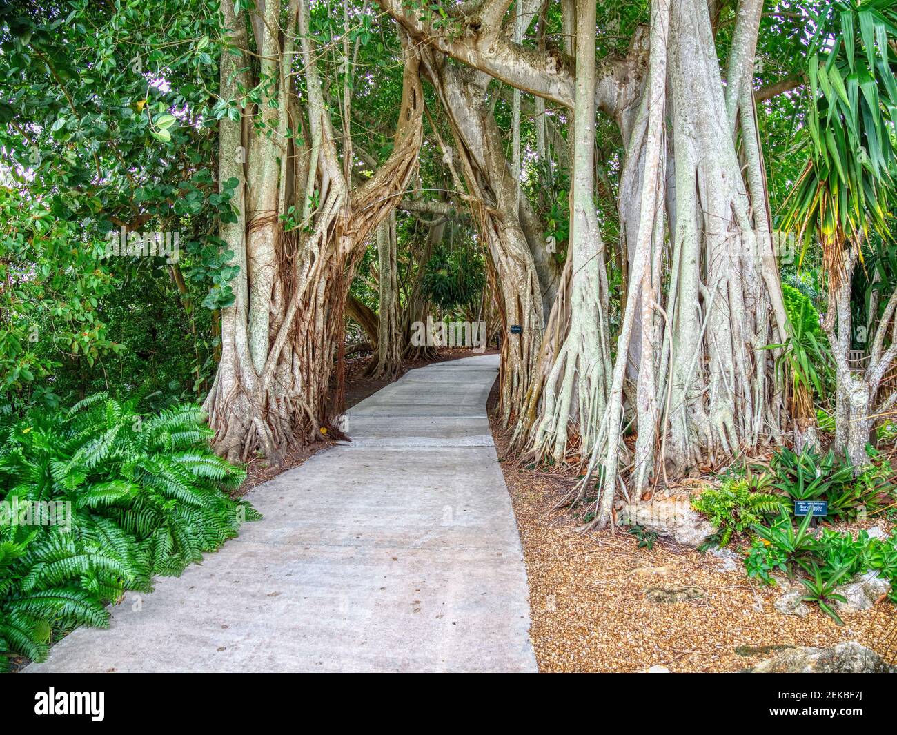 Paseo a través de Banyan árboles en Marie Selby Botanical Gardens in Sarasota Florida EE.UU Foto de stock