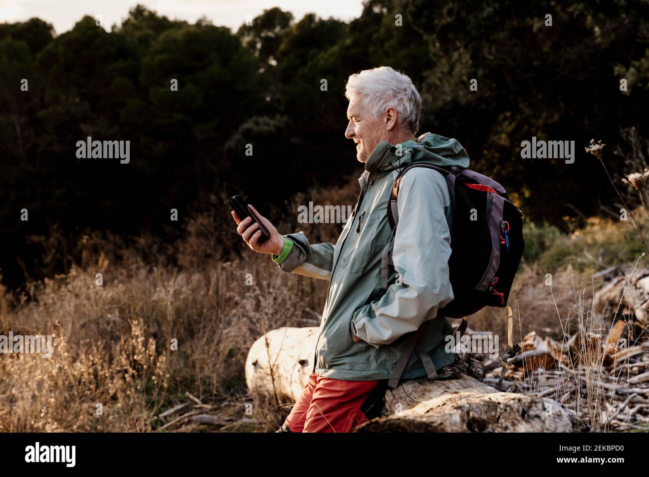 Hombre mayor usando el teléfono móvil en madera de registro en el campo durante la puesta de sol Foto de stock