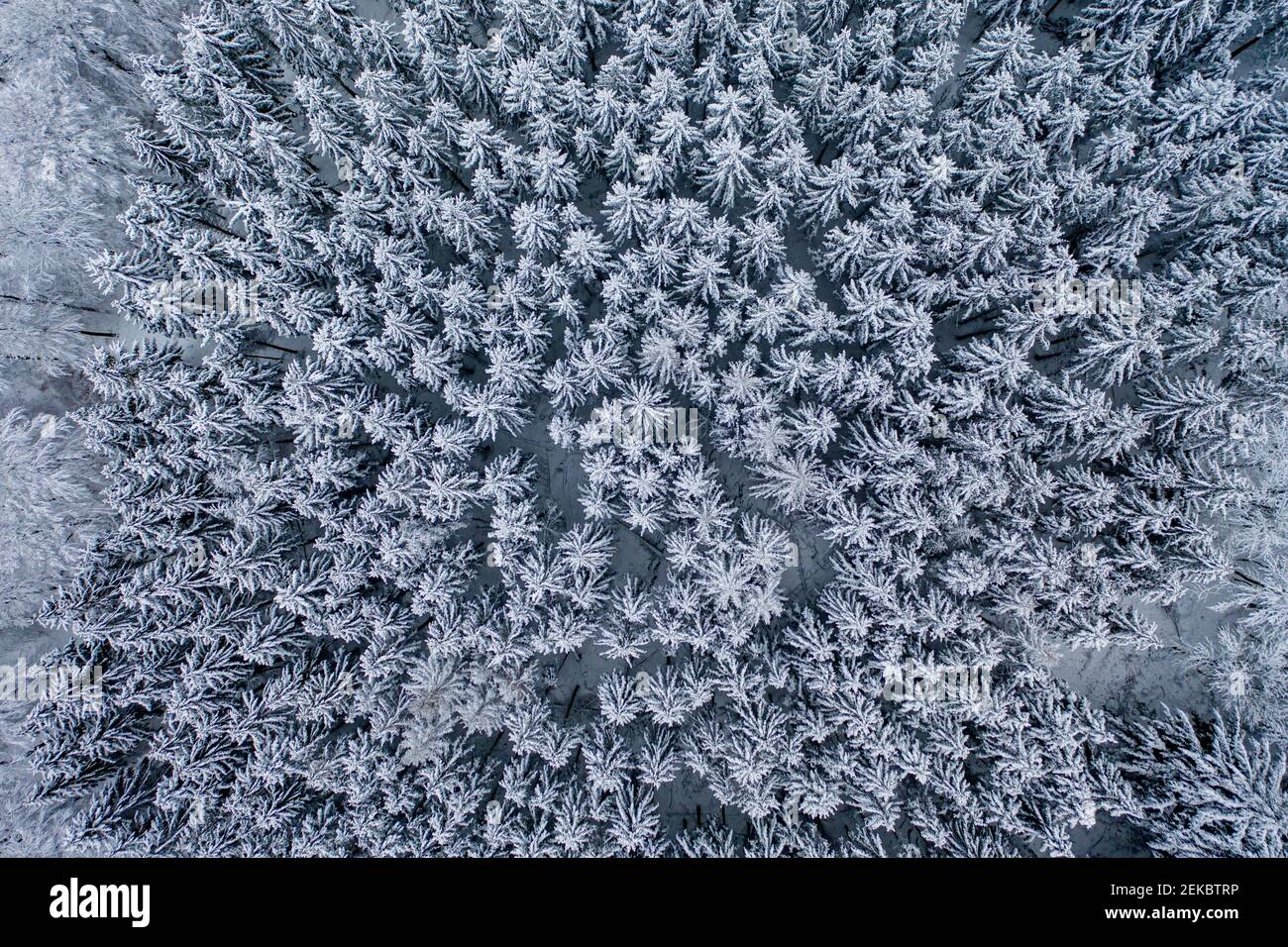 Vista en helicóptero del bosque cubierto de nieve Foto de stock
