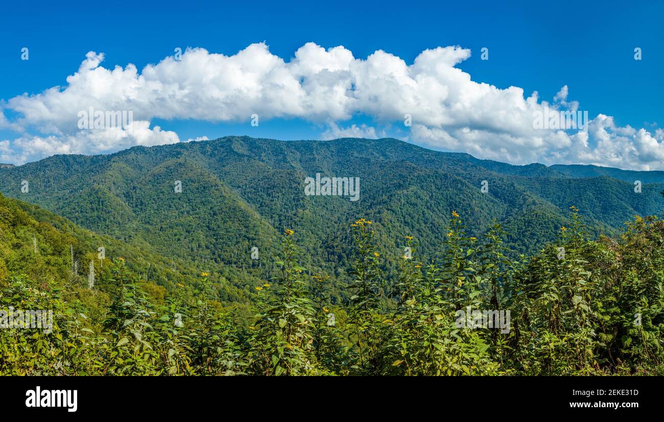 Montañas cubiertas de bosque, Parque Nacional Great Smoky Mountains, Tennessee, Estados Unidos Foto de stock