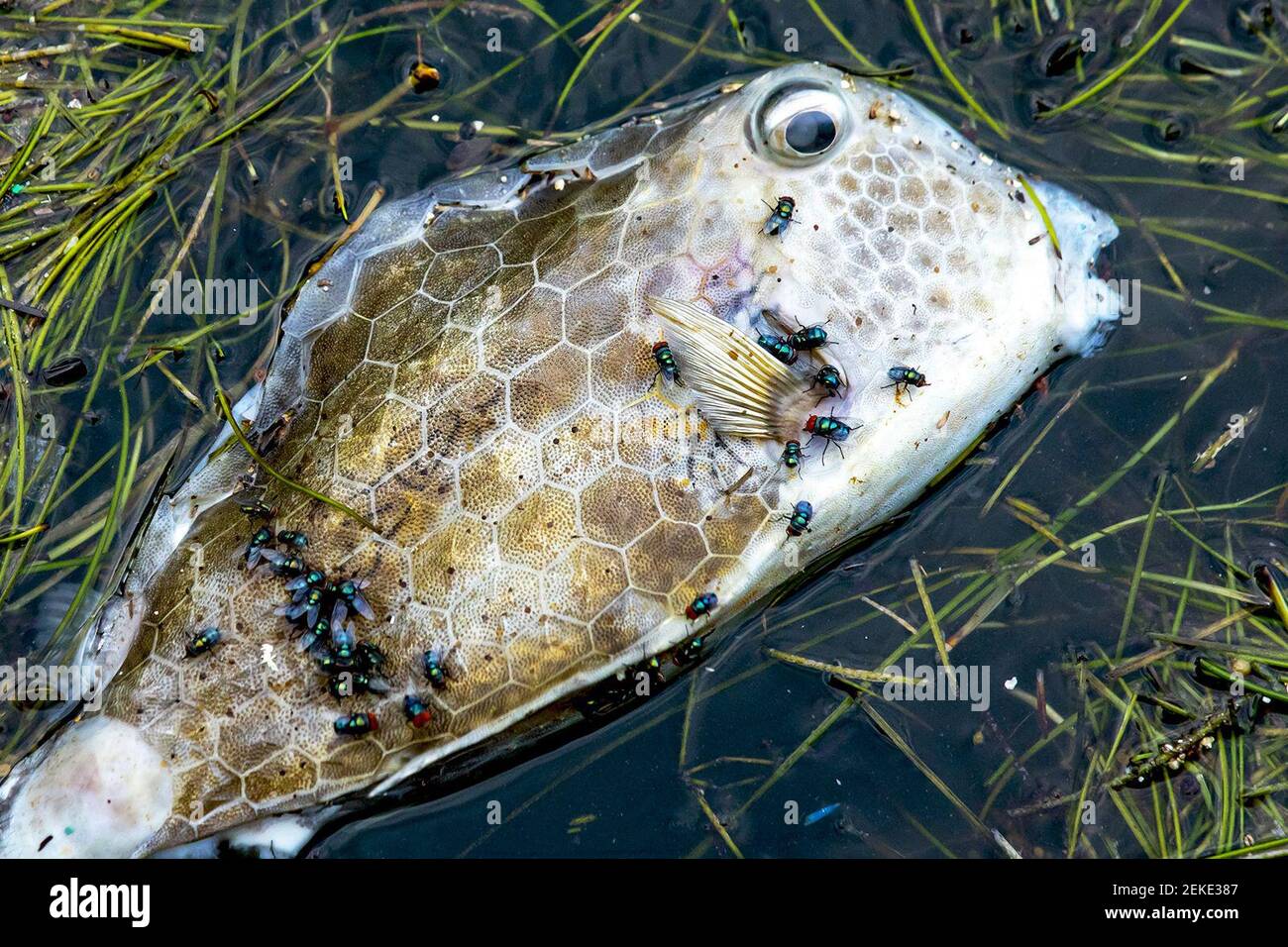 Un pez muerto flota en la superficie del agua en el centro de Miami, Florida en la Bahía Biscayne el miércoles, 12 de agosto de 2020. (Daniel A. Varela/Miami Herald/TNS) Foto de stock