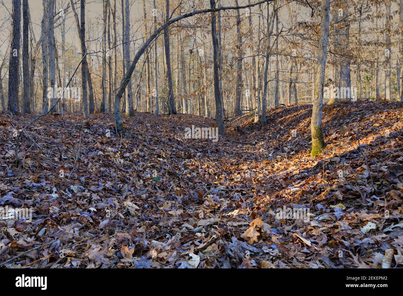 El suelo del bosque cubierto de hojas en el invierno. Foto de stock