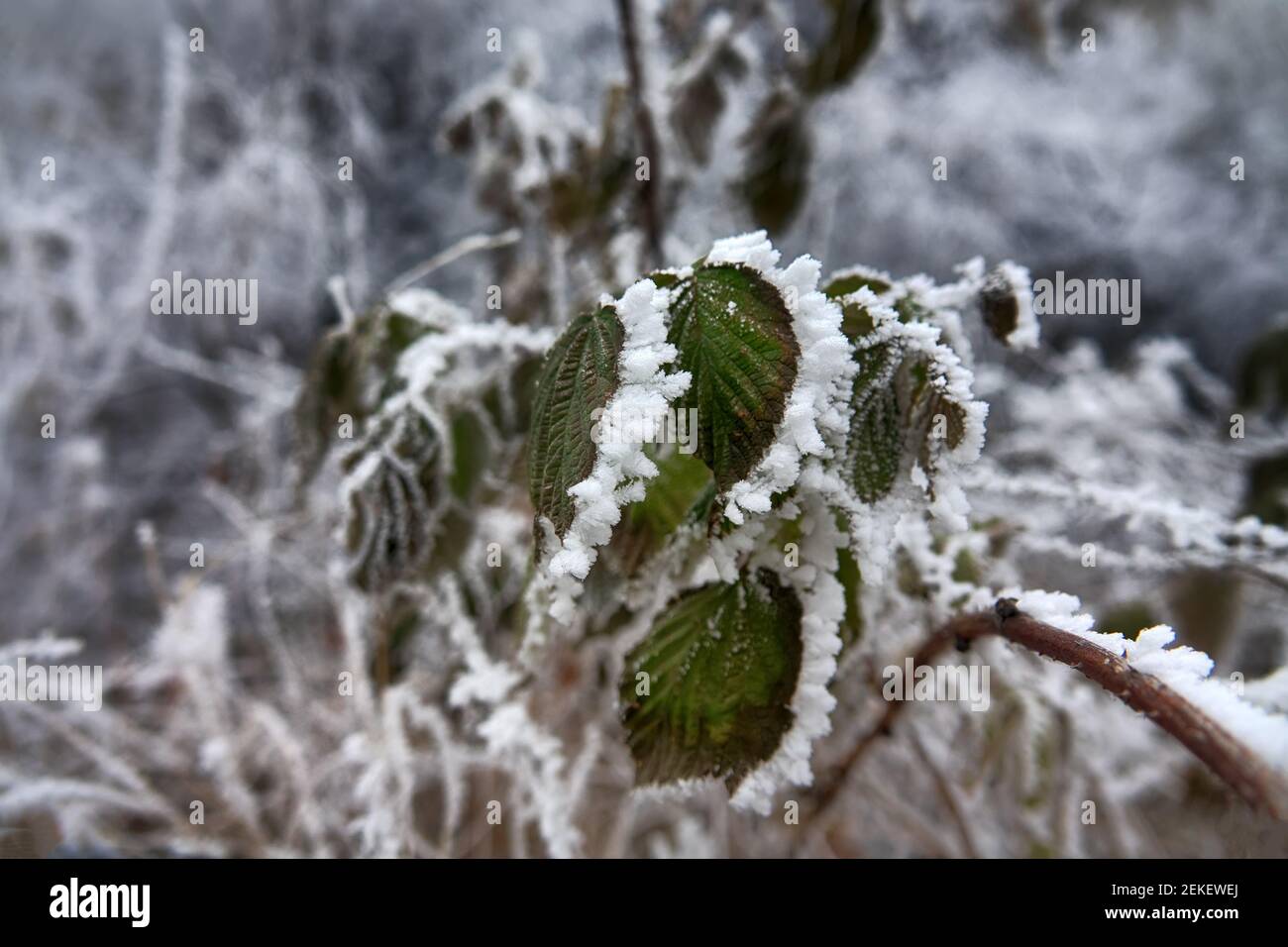Consejos blanco como la nieve uvas Quemadura de congelador. Las hojas verdes están cubiertas con escarcha. -  cambio inesperado en el clima Fotografía de stock - Alamy