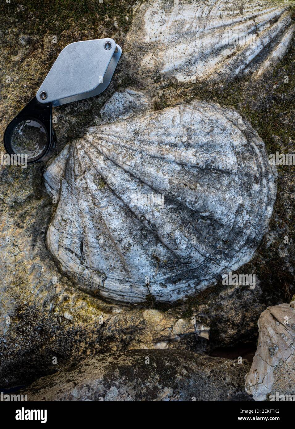 concha fósil en piedra caliza y lente de mano . Foto de stock
