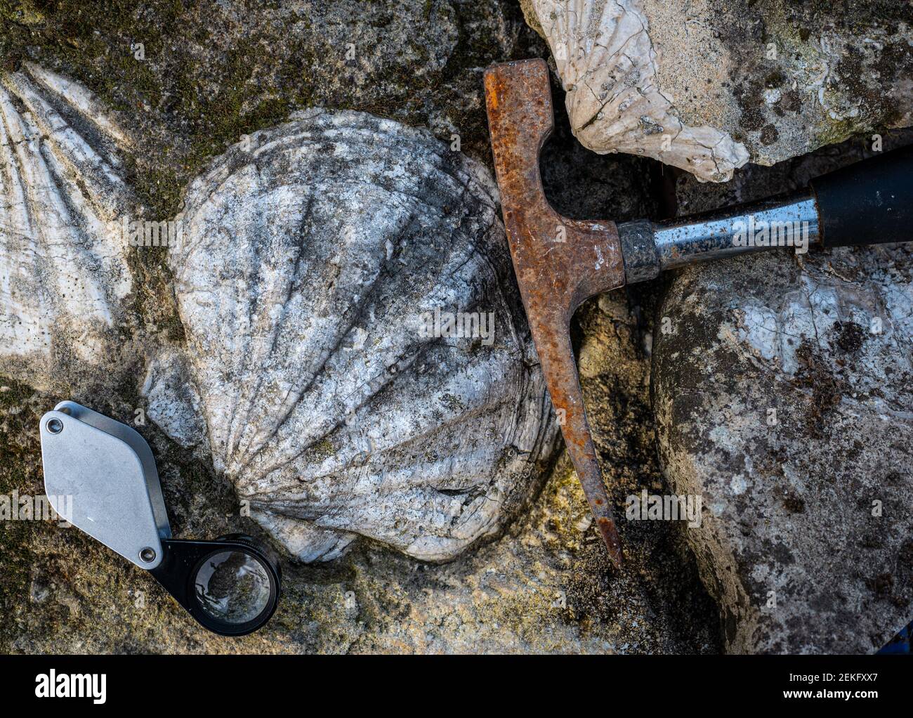martillo geológico o pick de roca, con concha fósil en piedra caliza y lente de mano. Foto de stock