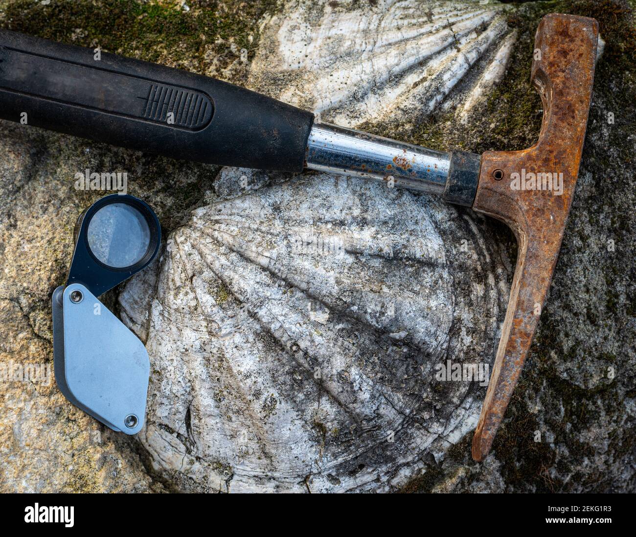 martillo geológico o pick de roca, con concha fósil en piedra caliza y lente de mano. Foto de stock