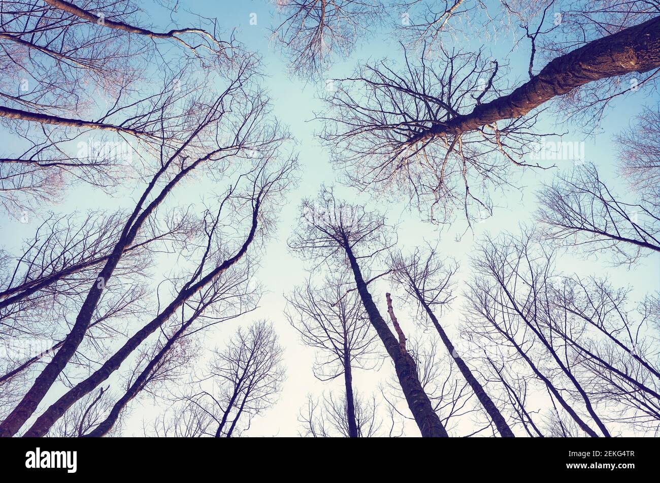 Mirando hacia arriba a los árboles sin hojas, color toned naturaleza fondo abstracto. Foto de stock