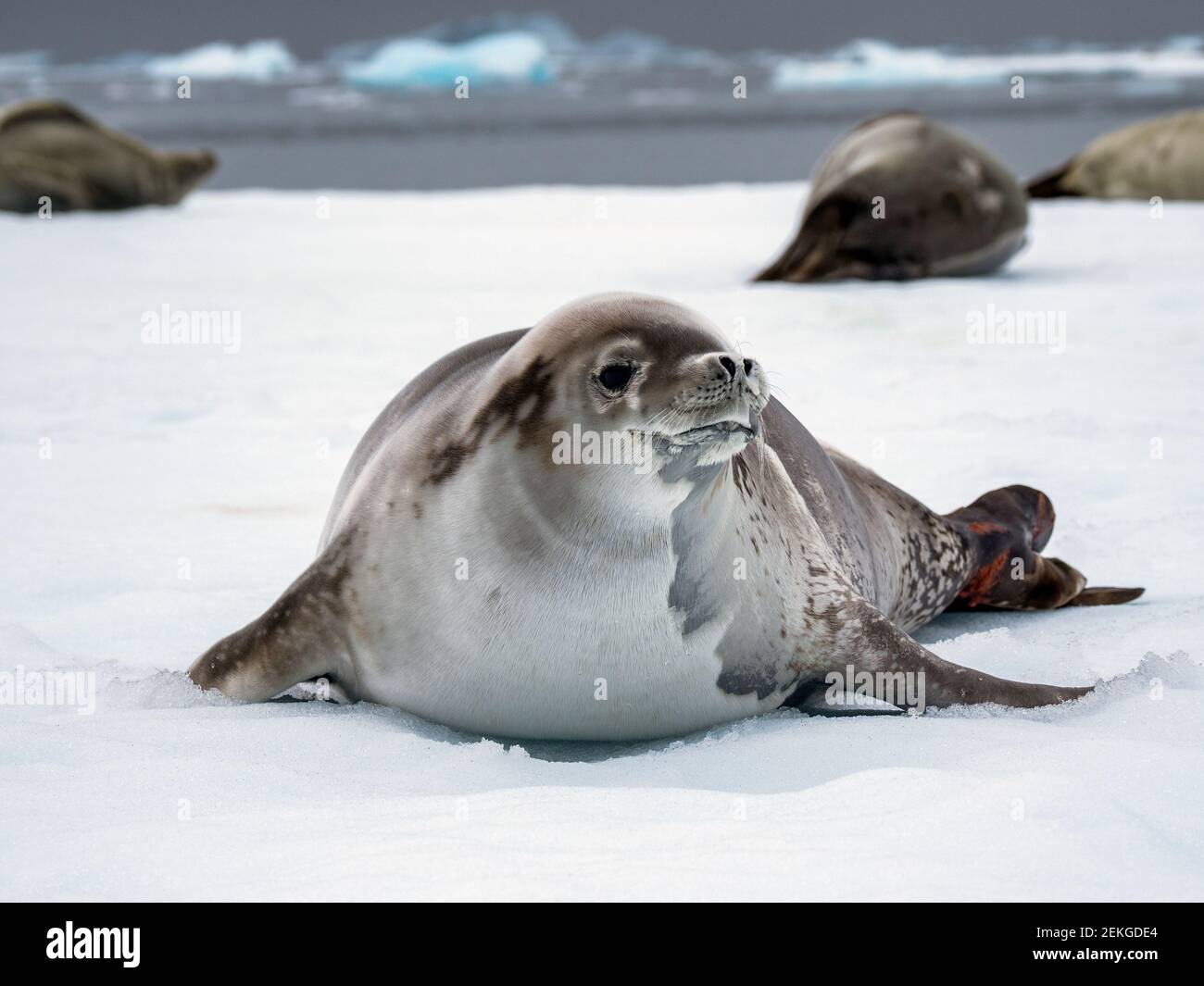 Foca de piel sobre el hielo, Islas de los peces, Antártida Foto de stock