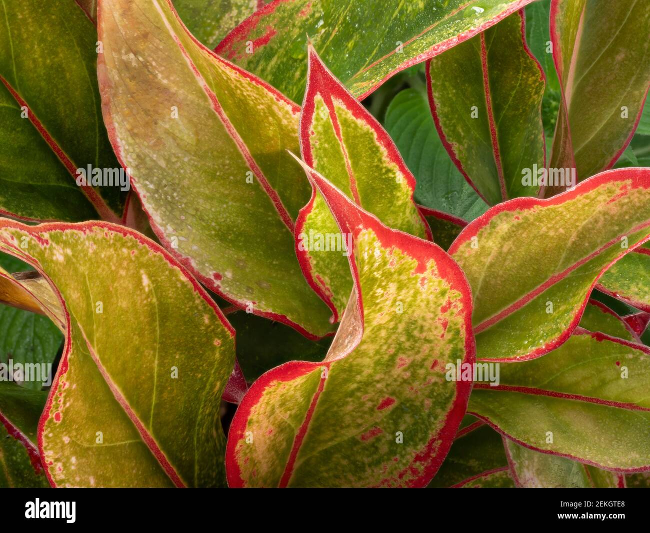 Hojas verdes borde rojo fotografías e imágenes de alta resolución - Alamy