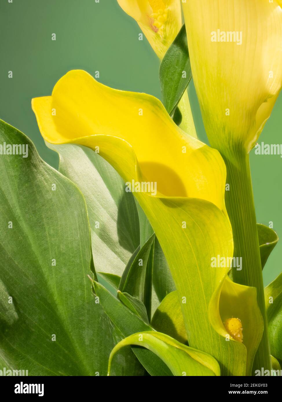 Primer plano de la flor amarilla del lirio de la calla (híbrido  Zantedeschia Fotografía de stock - Alamy