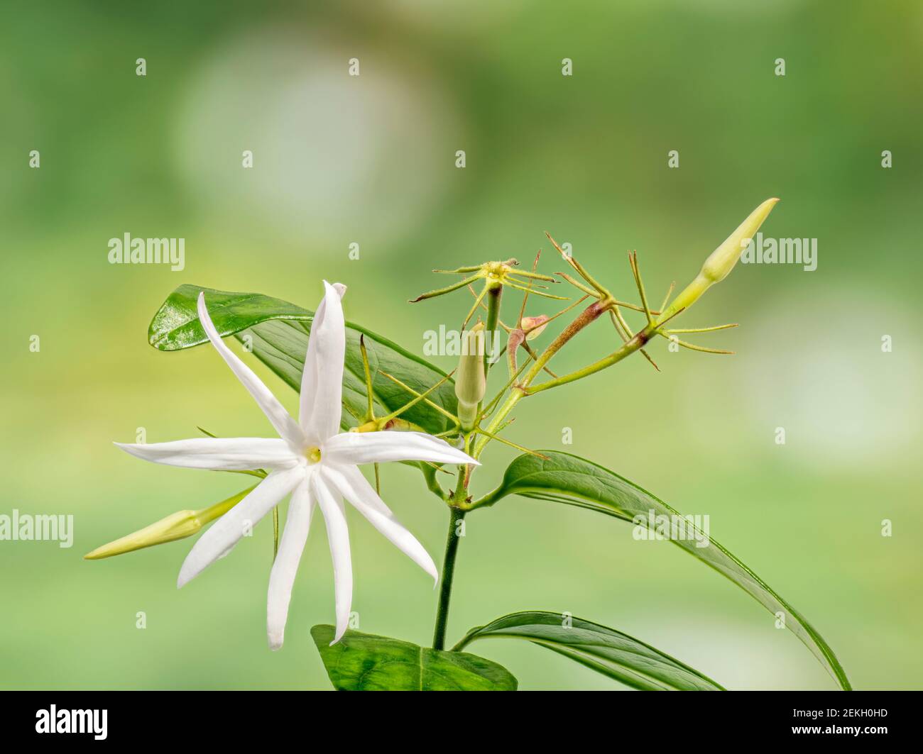 Primer plano de flor blanca de jardín Foto de stock