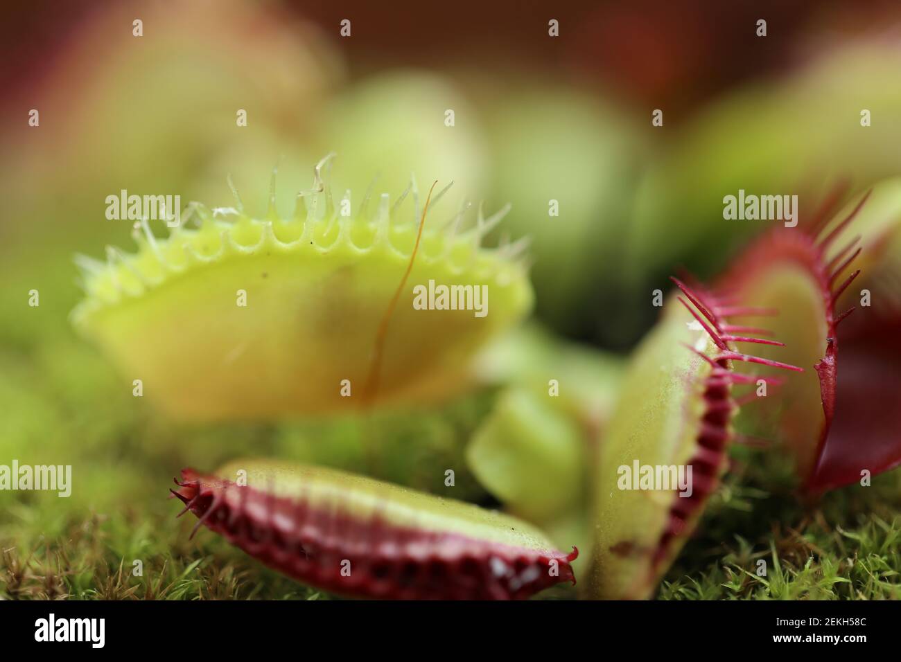 Flores carnivoras fotografías e imágenes de alta resolución - Alamy Flores carnivoras fotografías e imágenes de alta resolución - Alamy