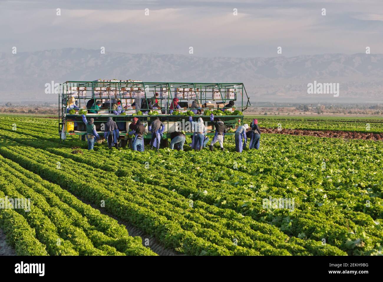 Trabajadores hispanos de campo que cosechan lechuga verde orgánica. Foto de stock