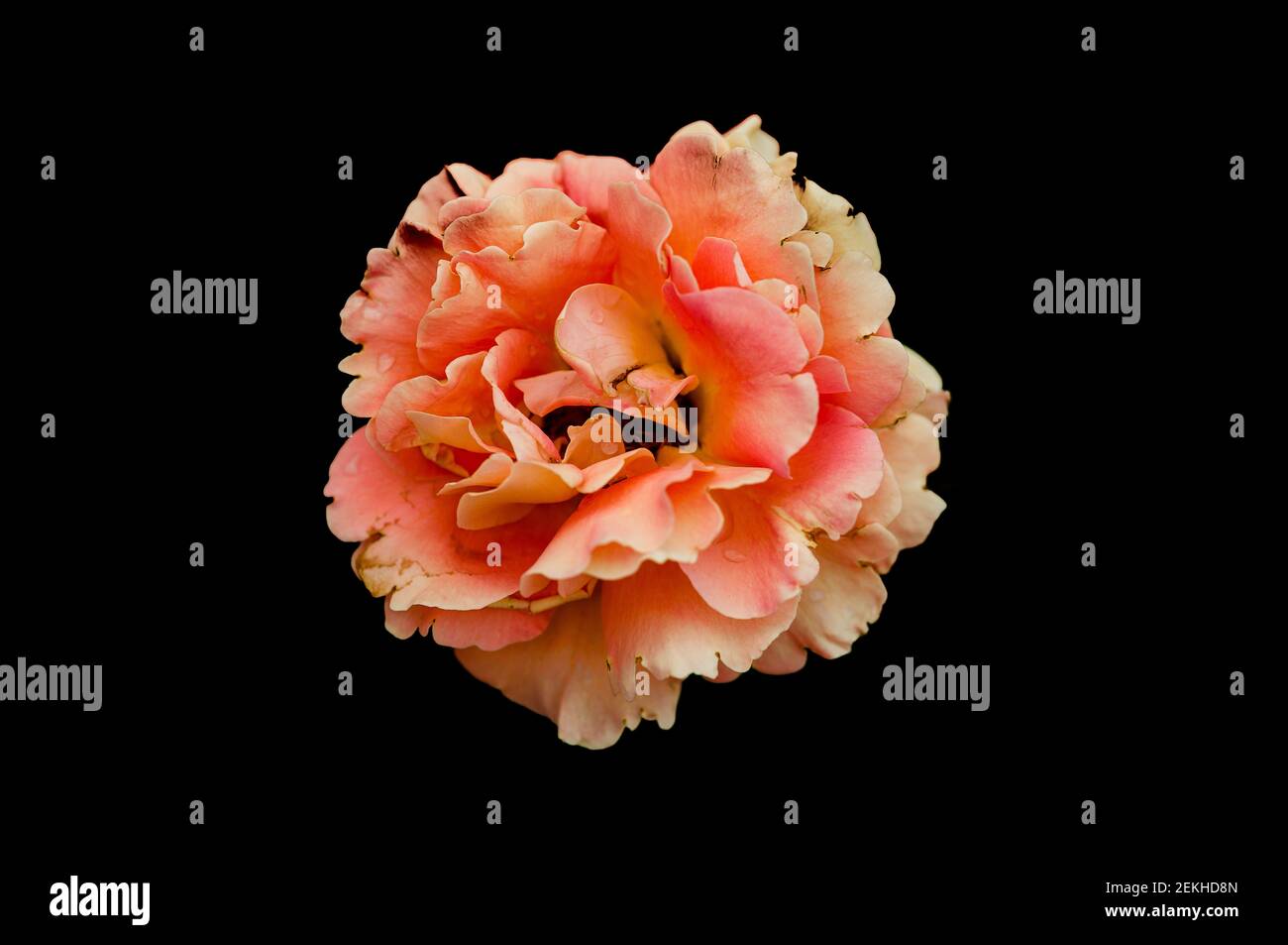 Cabeza de flor de melocotón rosa en fondo negro Foto de stock