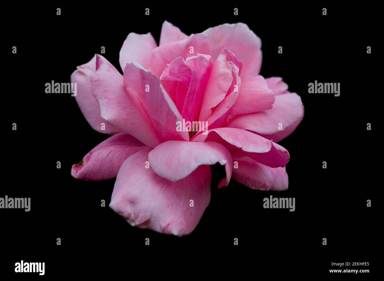 Rosa cabeza de flor en fondo negro Foto de stock