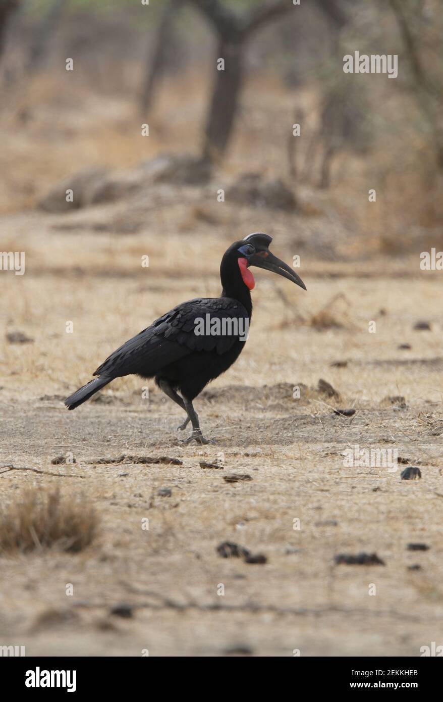 Northern Ground-Hornbill (Bucorvus abyssinicus) Hombre adulto que camina a través de la hierba seca Etiopía Abril Foto de stock