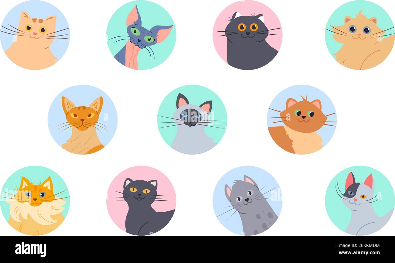 Avatares de gatos. Gatitos divertidos de varias razas, imágenes de perfil  de usuario. Conjunto de vectores de gato doméstico aislado Imagen Vector de  stock - Alamy