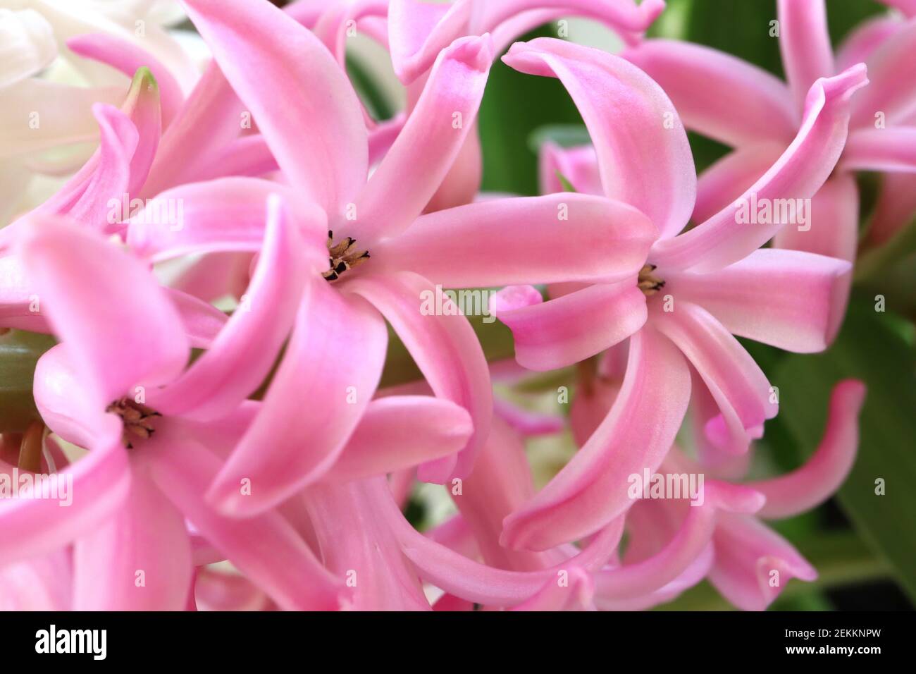 Hyacinthus orientalis “Perla Rosada” Hyacinto Perla Rosada – Jacinto rosa con borde en rosa pálido, febrero, Inglaterra, Reino Unido Foto de stock