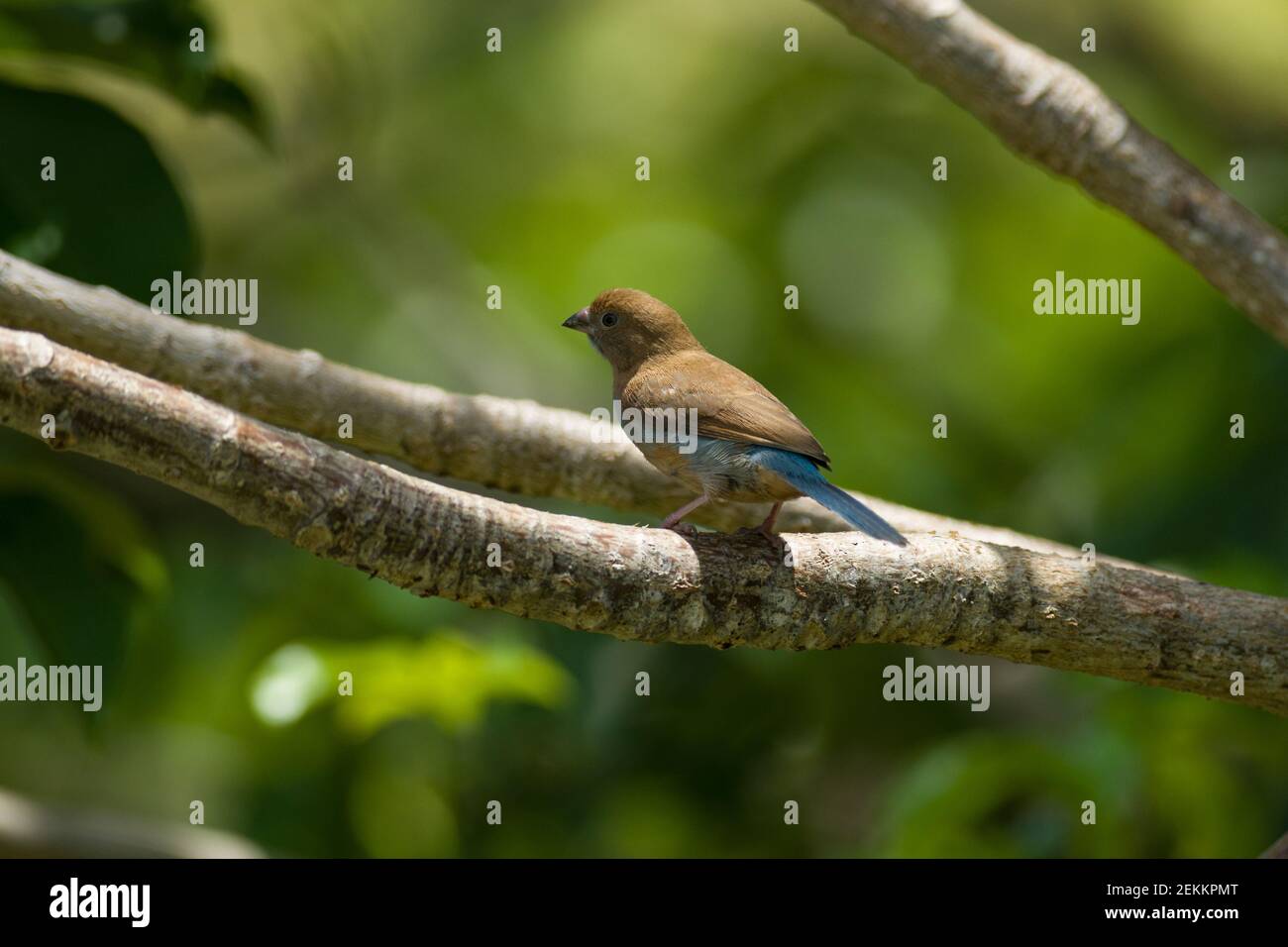 Cordon-bleu (Uraeginthus bengalus) Foto de stock