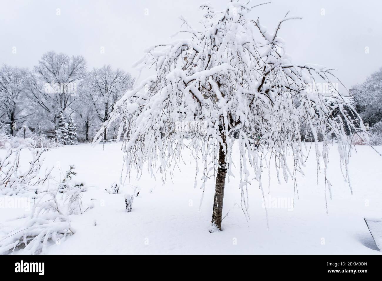 Los árboles cubiertos de nieve Foto de stock