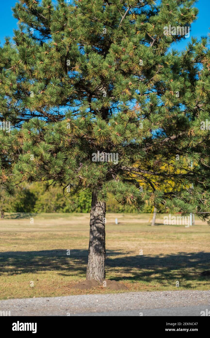 Pino austriaco o pino negro, Pinus nigra, cielo azul. Kansas, EE.UU. Foto de stock