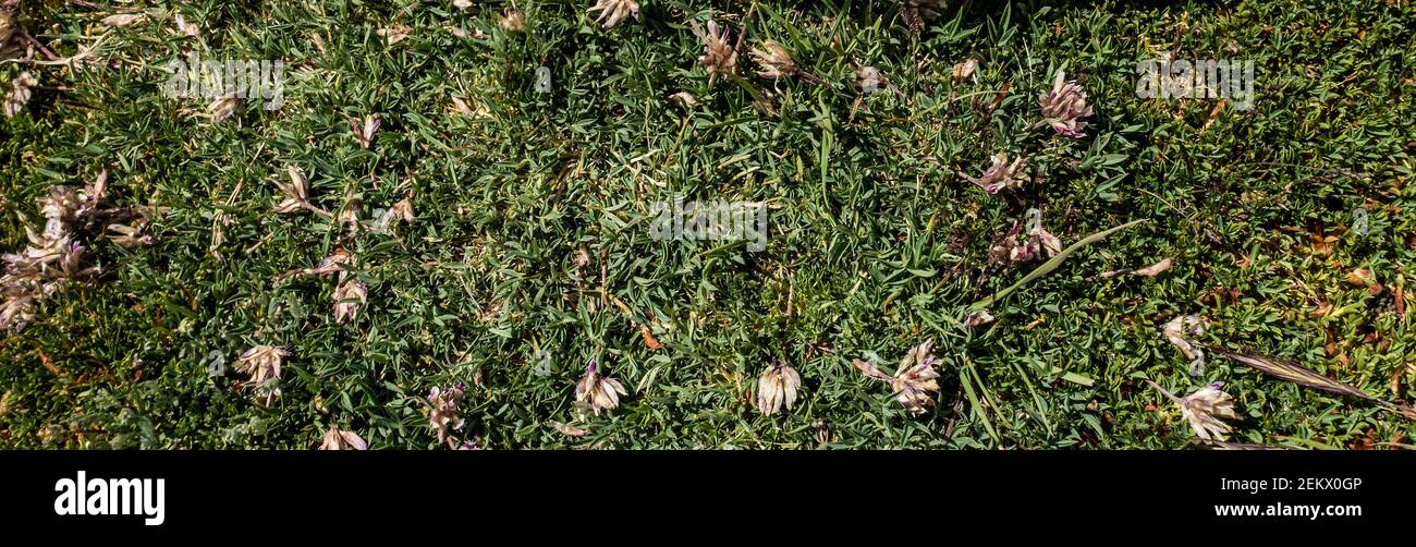 Trébol Alpino, Trifolium dasyphyllum, familia de guisantes, Parque Nacional de las Montañas Rocosas de fabaceae, Colorado, Estados Unidos Foto de stock