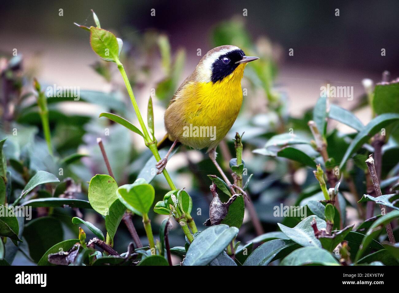 Un ave de garganta amarilla común (Geothylypis trichas) en Santa Bárbara, California Foto de stock