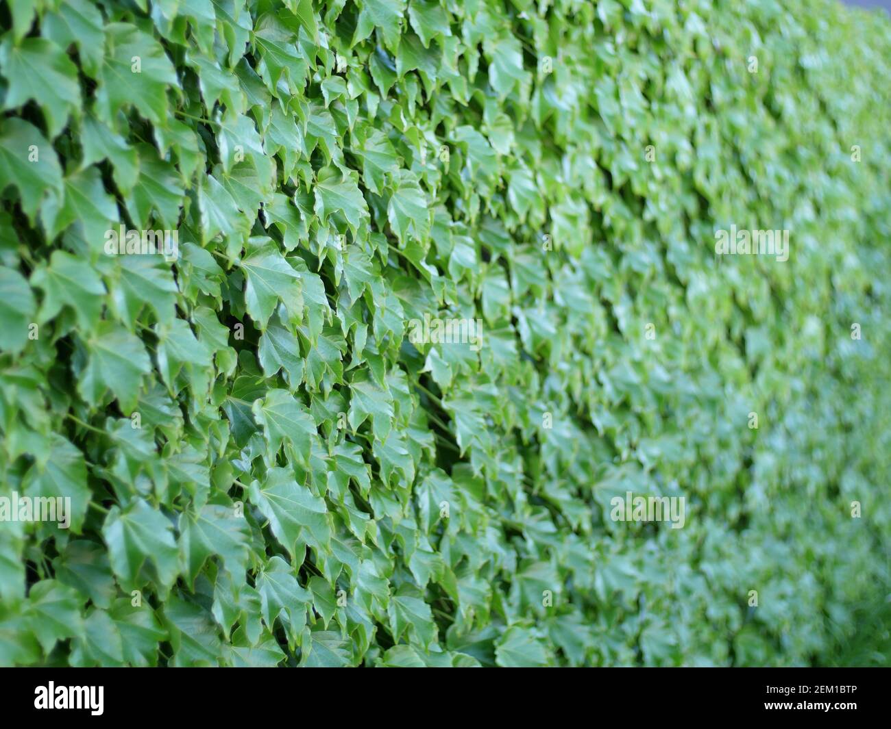 Fotos macro de hiedra cubriendo una pared en Melbourne Foto de stock