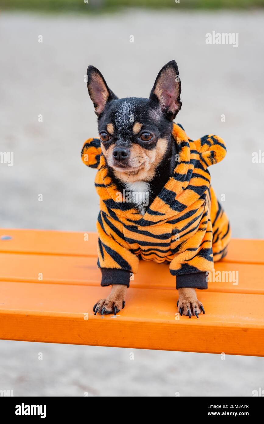 Perro Chihuahua. Perro caminando ropa de abrigo para perros. Perro de  Chihuahua en ropa en un banco Fotografía de stock - Alamy