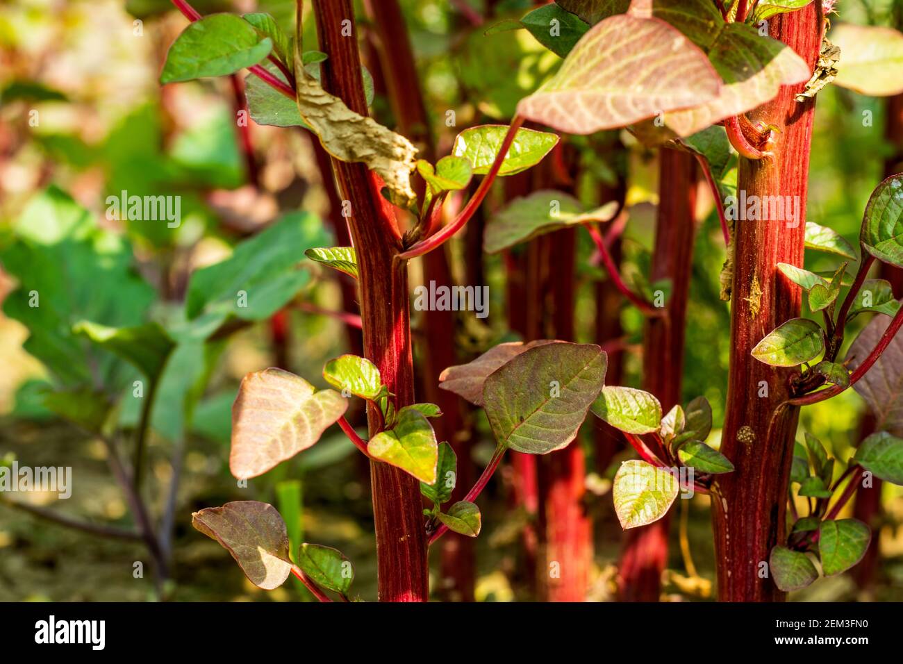 El chirrido de datos o el amaranto rojo es un buen ejemplo de ello la raíz a la cocción del tallo y las hojas son suaves y a veces aspecto brillante Foto de stock