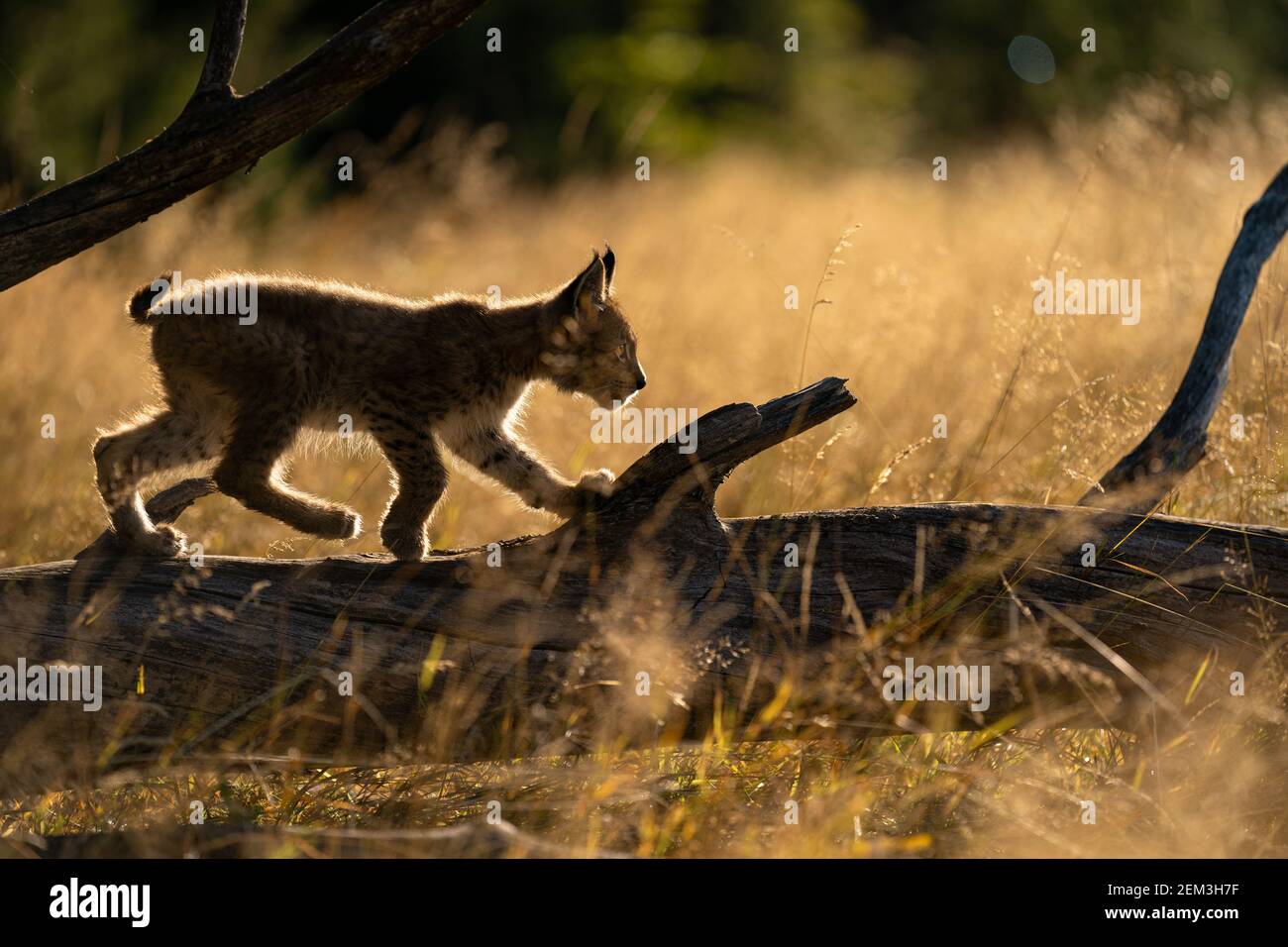 Lince pequeño desde el lado caminando sobre un tronco de árbol caído. Silouhette de lince pequeño en la luz dorada de la mañana. Foto de stock