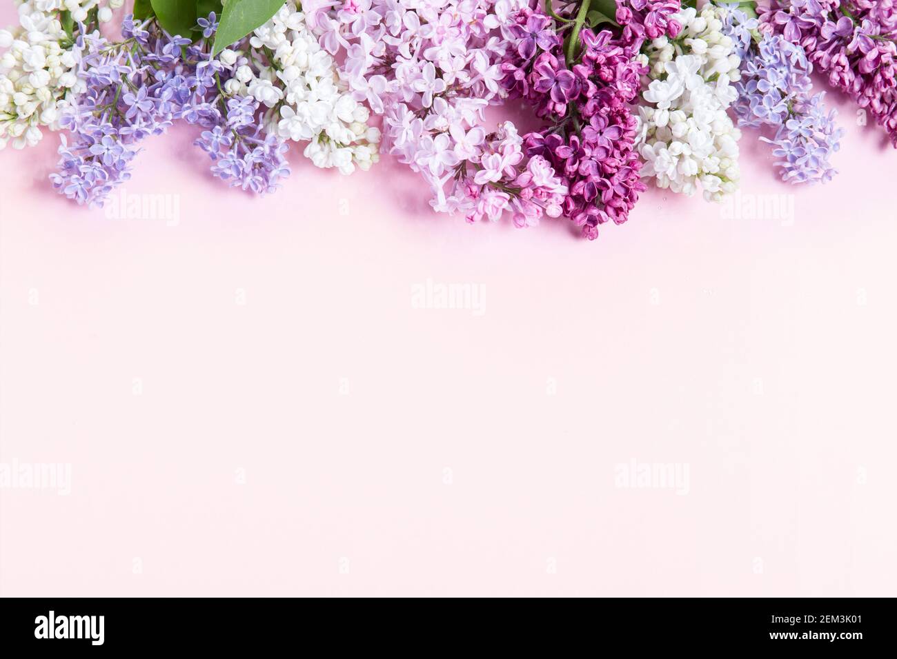 Composición de las flores. Marco de flores lilas sobre fondo rosa. Plano,  vista superior, espacio de copia Fotografía de stock - Alamy