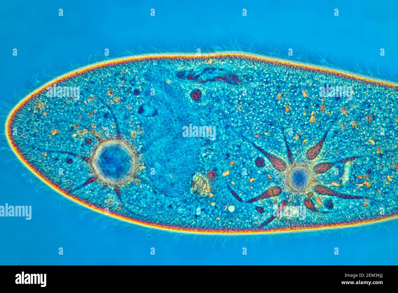 Animación de zapatilla (Paramecium caudatum), imagen de RM de contraste de fase, ampliación x120 relacionada con 35 mm, Alemania Foto de stock