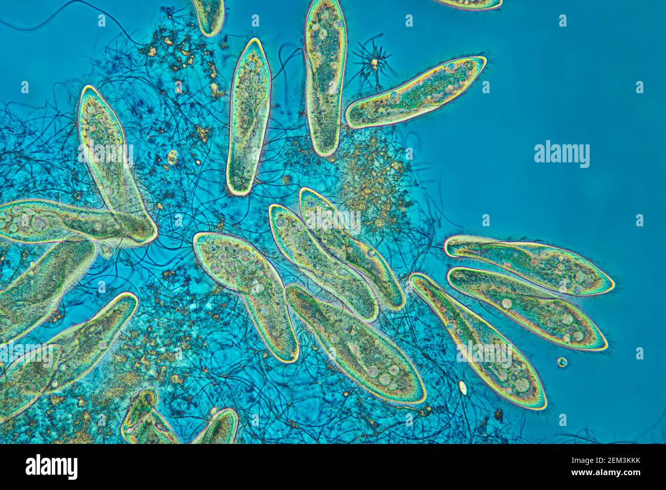 Animación de zapatilla (Paramecium caudatum), imagen de RM de contraste de fase, ampliación x60 relacionada con 35 mm, Alemania Foto de stock