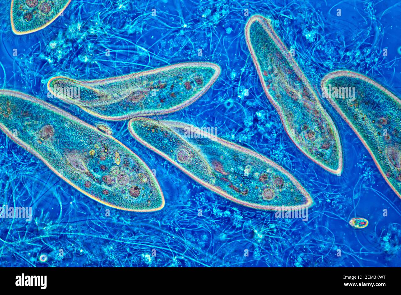 Animación de zapatilla (Paramecium caudatum), imagen de RM de contraste de fase, ampliación x80 relacionada con 35 mm, Alemania Foto de stock