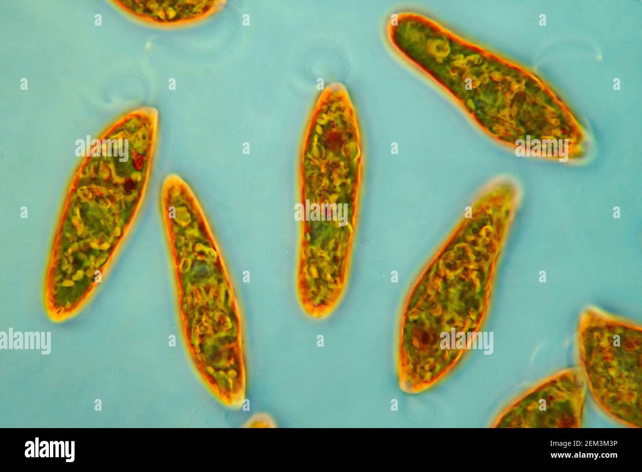 Euglenoide flagelado (Euglena gracilis), imagen de RM de contraste de fase, ampliación: x120 relacionado con 35 mm, Alemania Foto de stock