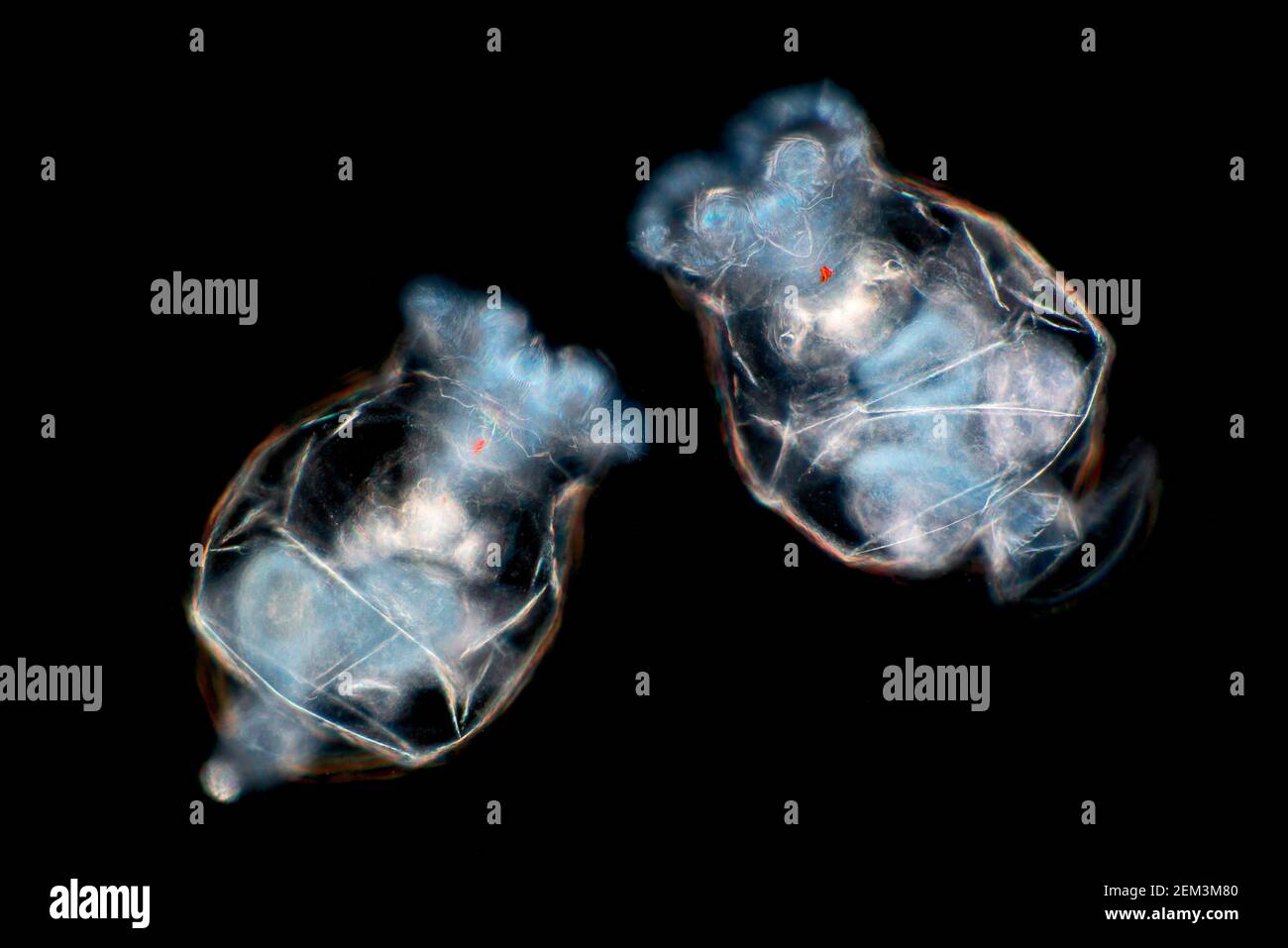 Rotatorios (Rotatoria), imagen microscópica de campo oscuro, ampliación x 100 relacionada con 35 mm Foto de stock