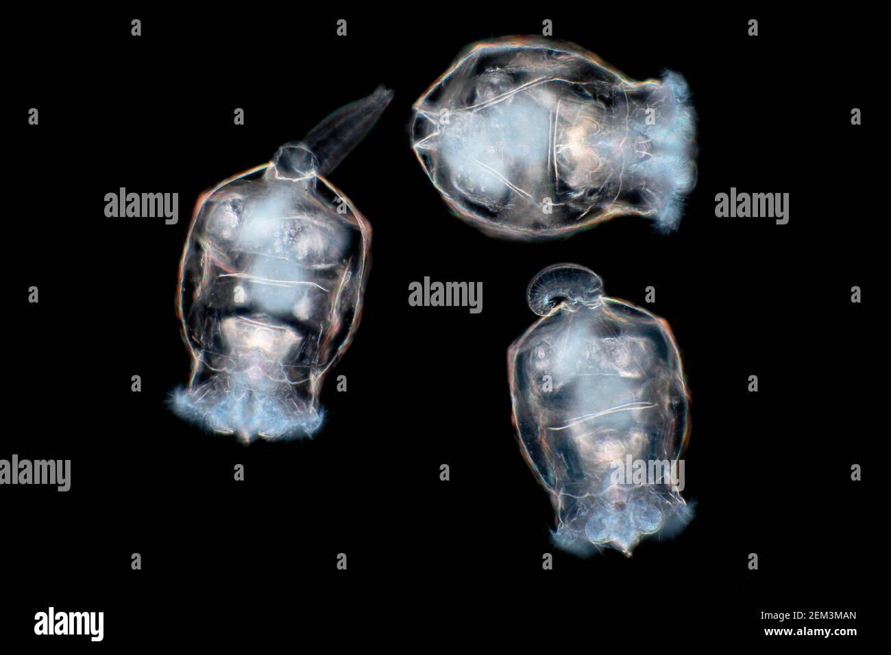 Rotatorios (Rotatoria), imagen microscópica de campo oscuro, ampliación x80 relacionada con 35 mm Foto de stock
