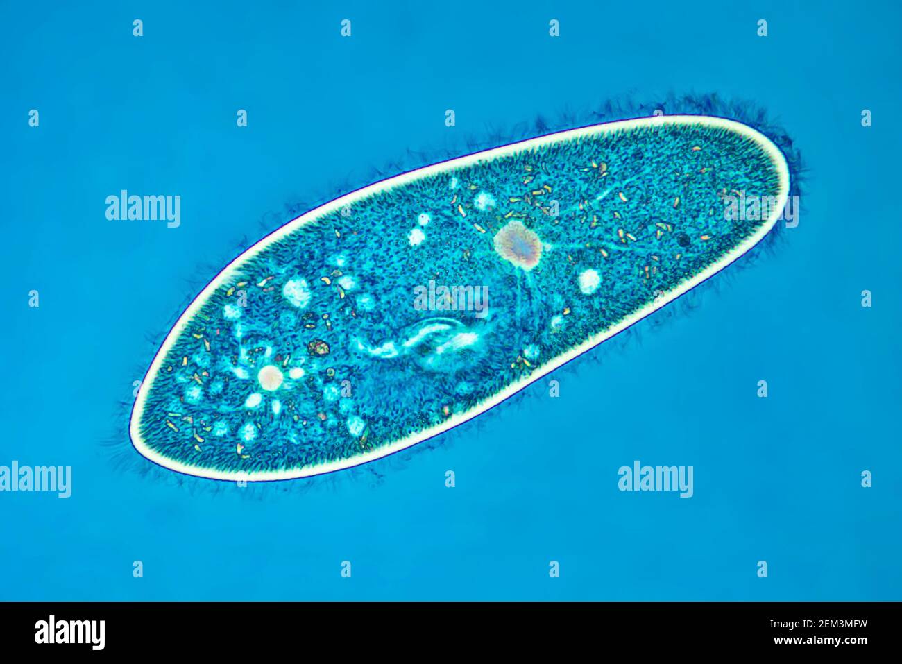 Animación de zapatilla (Paramecium caudatum), imagen de RM de contraste de fase, ampliación x80 relacionada con 35 mm, Alemania Foto de stock