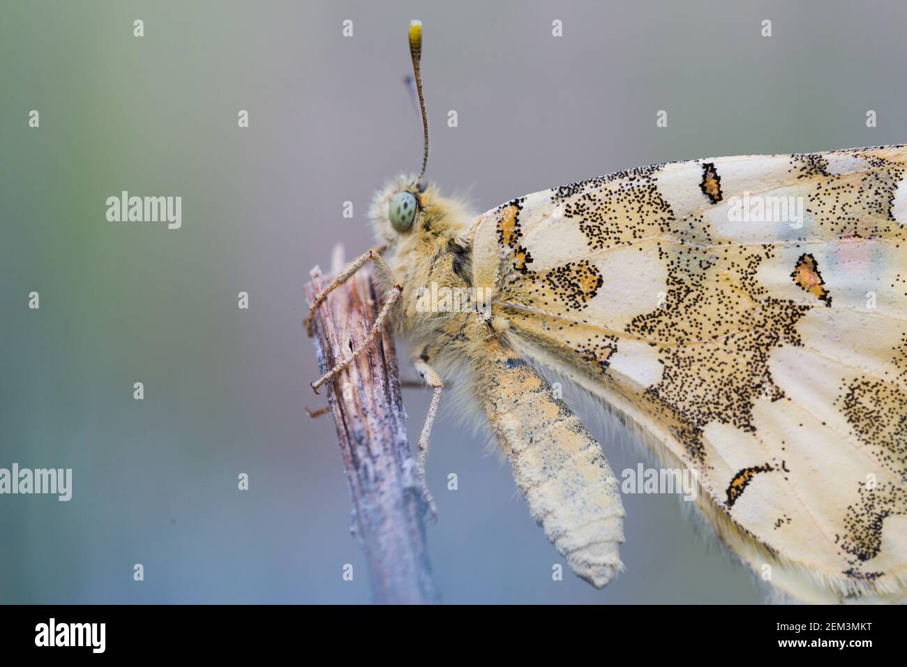 Mariposa (Hypermnestra helios), Imago. Localmente común en los hábitats del desierto, Tayikistán Foto de stock