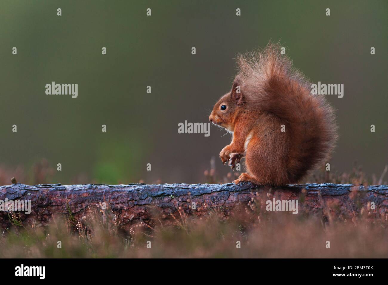 Un ardilla roja escocesa. Foto de stock