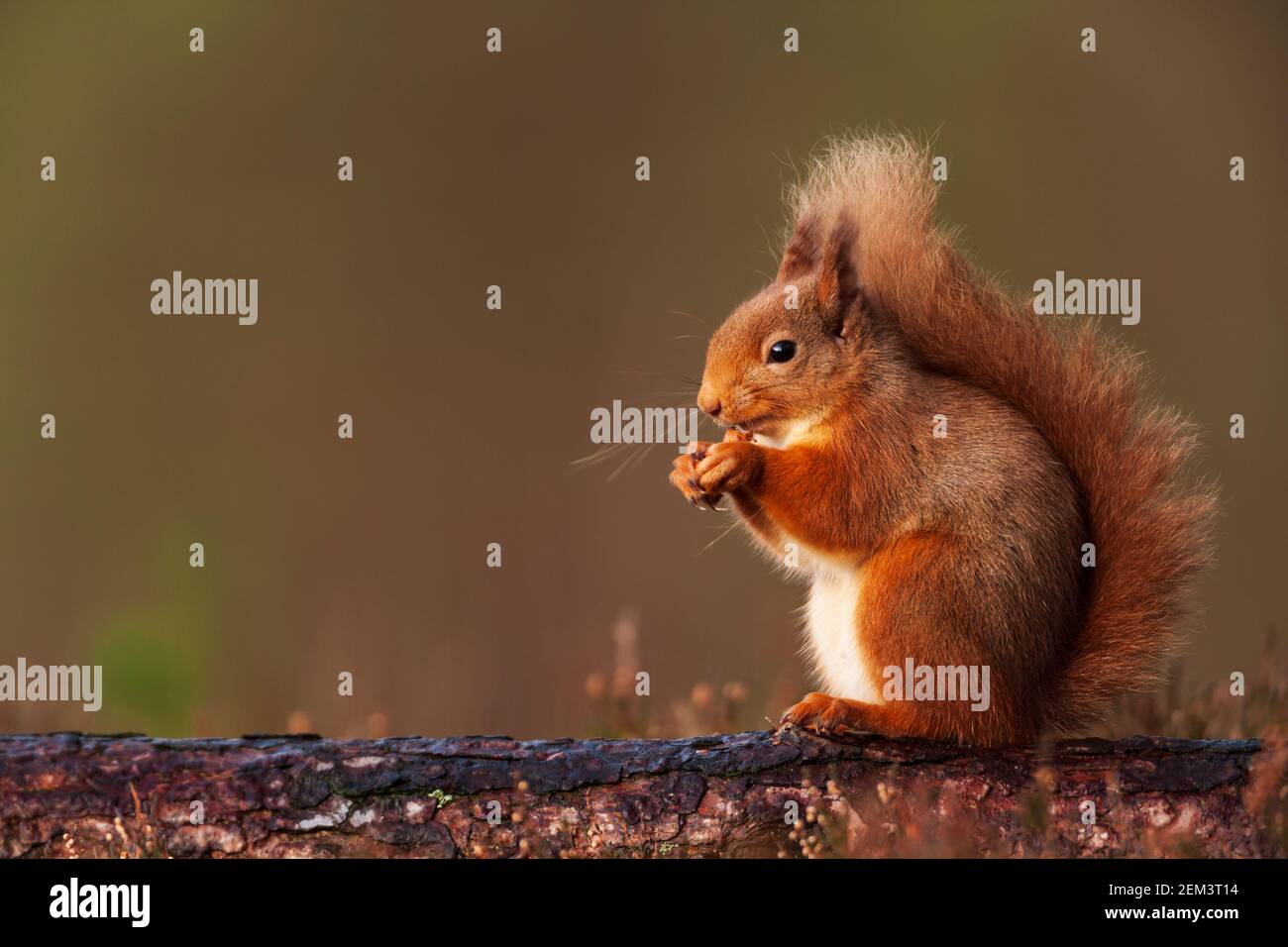 Un ardilla roja escocesa. Foto de stock