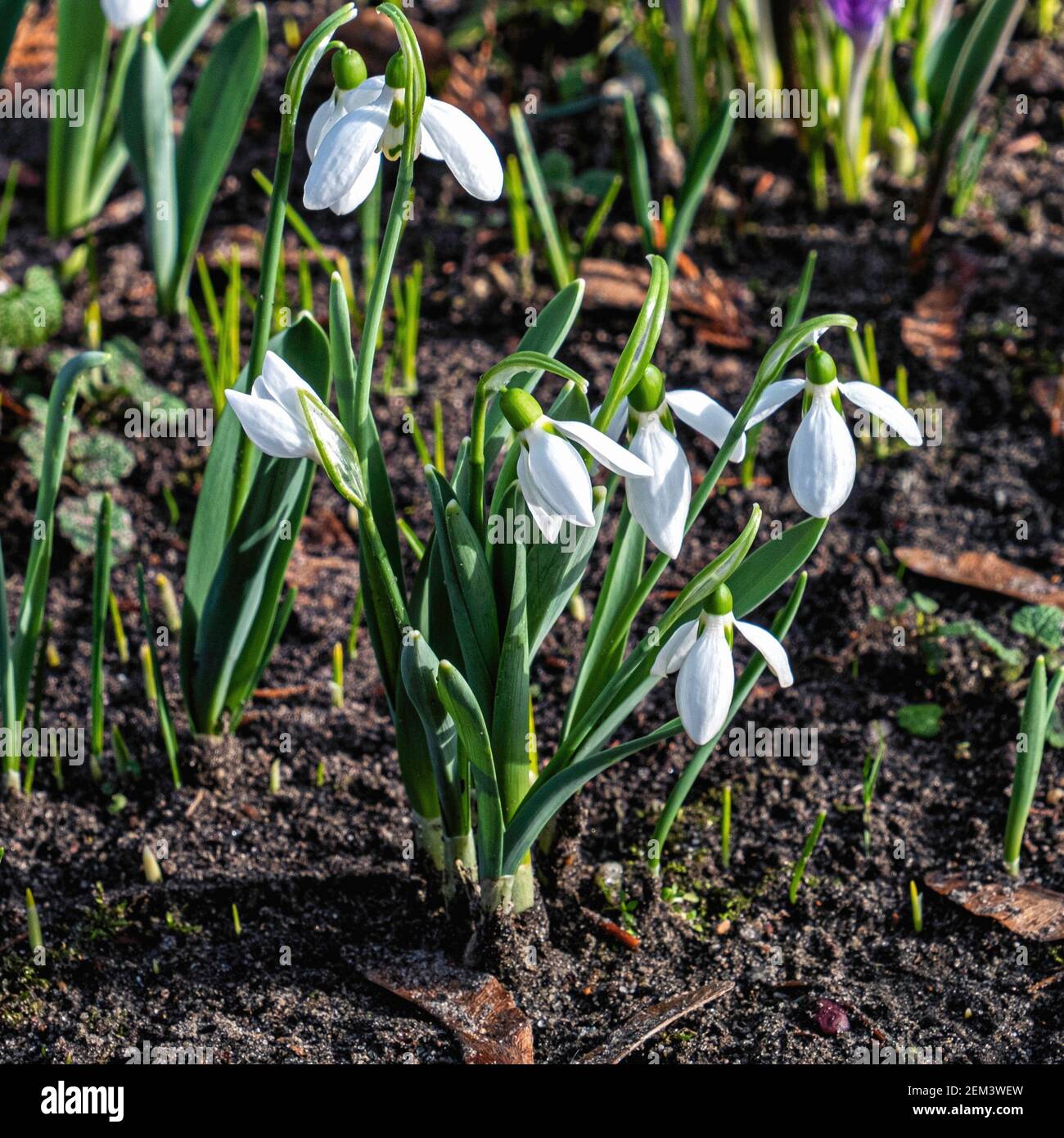 Gotas de nieve a principios de primavera. Flores blancas de planta bulbo Fotografía de stock - Alamy Gotas de nieve a principios de primavera. Flores blancas de planta bulbo Fotografía de stock - Alamy