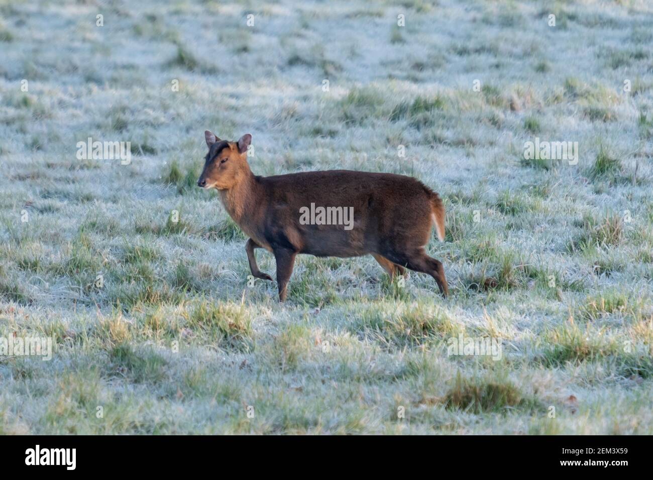 Ciervo Muntjac: Caminar en un campo cubierto de heladas en un soleado día de invierno, parque de ciervos Woburn, Inglaterra, Reino Unido Foto de stock