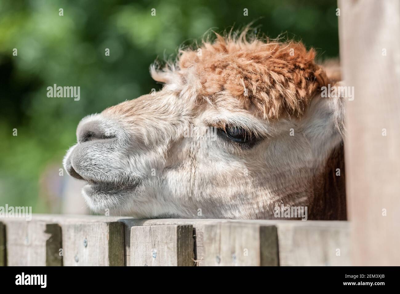 primer plano de una alpaca somnolienta con la cabeza encendida una valla de paddock Foto de stock