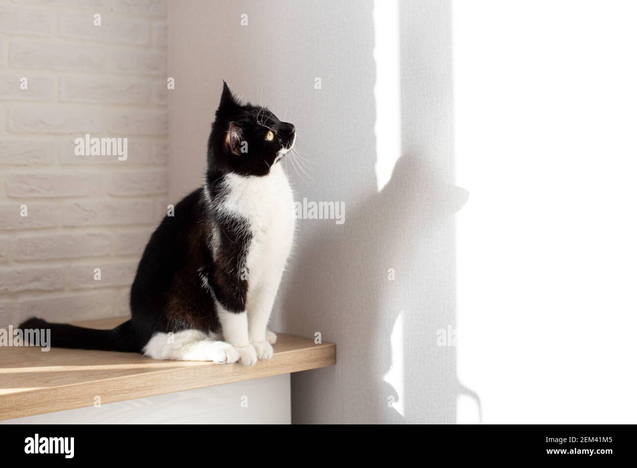 Un hermoso gato blanco y negro se sienta sobre una mesa contra una pared blanca. Foto de stock