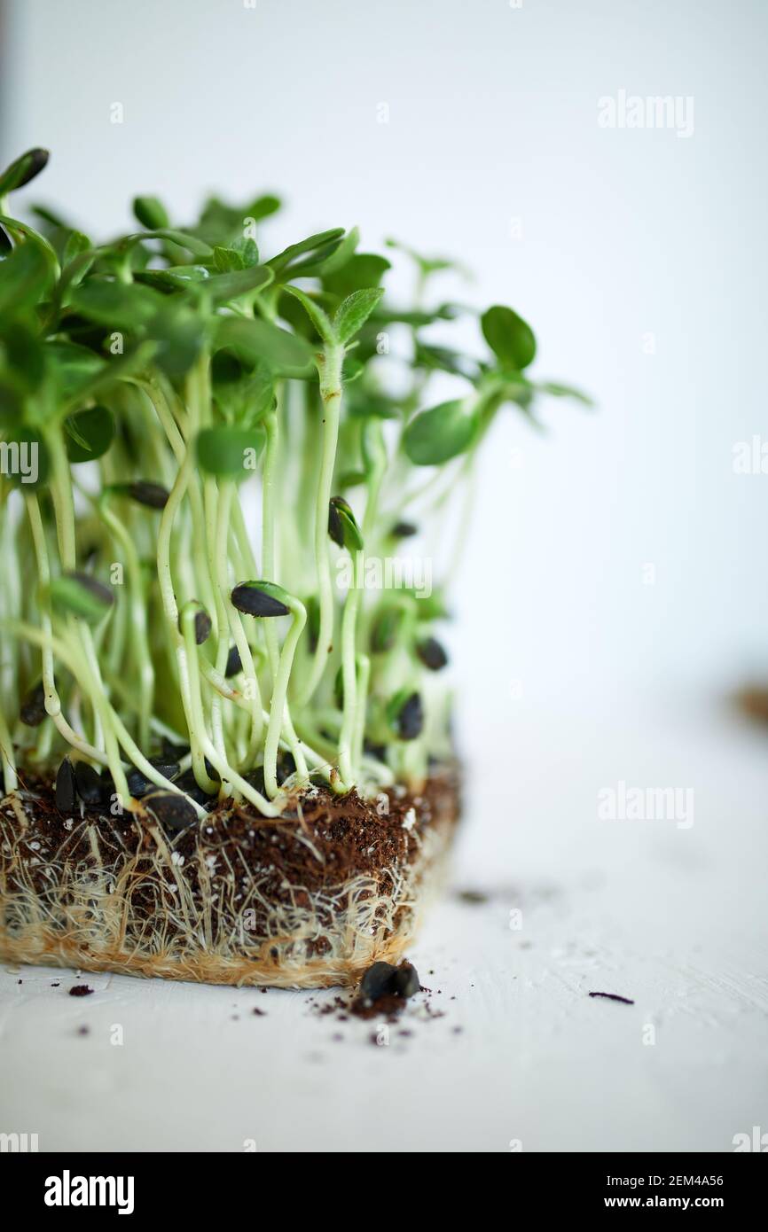 Microgreens girasol sobre fondo blanco, Vegan micro brotes de girasol, el  crecimiento de alimentos saludables concepto, semillas de girasol  germinadas, suelo substra Fotografía de stock - Alamy