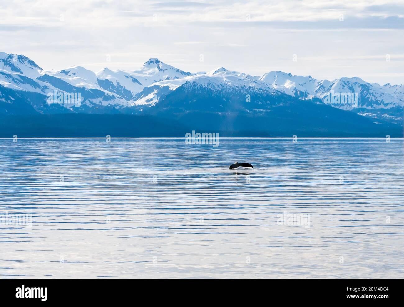 el fluke o cola de una ballena jorobada (Megaptera novaeangliae) Mientras se sumerge en las aguas del sur de Alaska Foto de stock